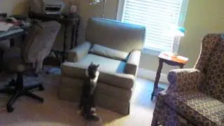 funny cat chases red dot