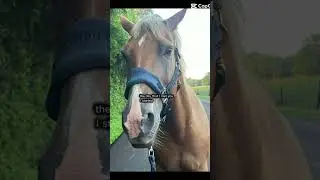 Should I try barrel racing!!? Kinda want to! She used to be one so!#horse #equestrian #barrelracing