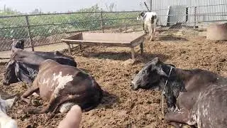 Cow farm👳❤️ #youtubeshorts #youtuber #cowfarming #cowlover #minivlog #viralvlog #likeandsubscribe 👍👳