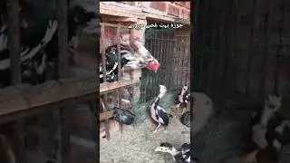 Aseel chick full angry mood 🔥🔥#aseelmurga #murga #rooster #aseel #chicks #ytshorts #shortsfeed