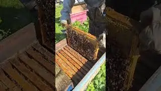 ДВЕ МАТКИ НА ОДНОЙ РАМКЕ