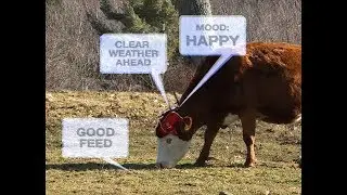 The Internet of Things Connected Cow