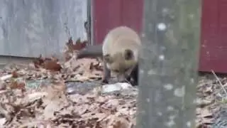 Fox kit jumping for joy