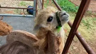 Baby Alpaca&rsquo;s First Shearing: Learning from Mom