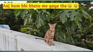 Aaj badhe dino baad kheto me gye| billi hamre sath aayi|  parvad tode😼😼