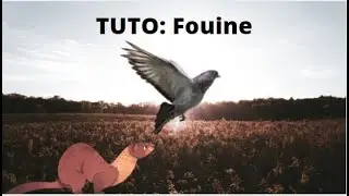 ASTUCE POUR ATTRAPE UNE FOUINE AUX PI&Egrave;GE EN X !!  PLUS FACILEMENT ! ! #LSDE62 #PIEGEAGE #CHASSE