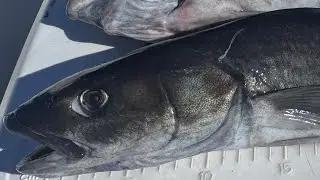 미국에서 제일 비싼 은대구 잡으러, 마지막 여행 ? 떠나기 Every Koreans love to eat Black Cod