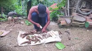 Homestead Cooking: How to Clean Cassava for Processing _FarmersLife _Shorts