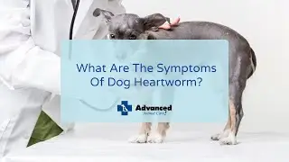 What Are The Symptoms Of Dog Heartworm?