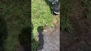 driveway overgrown grass