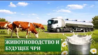 Животноводство как фундамент продбезопасности ЧРИ.