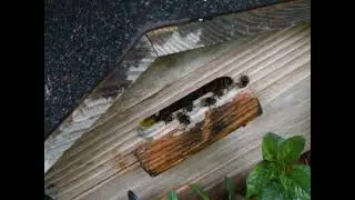 Bees in the garden hive 2025