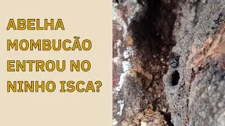 ABELHA MOMBUCÃO - em busca nos ninhos iscas