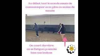 Les stars de la discipline EQUICOAHING #horse #equestrian