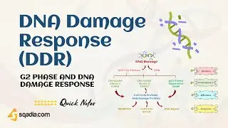 G2 Phase and DNA Damage Response | DNA Damage Response (DDR)