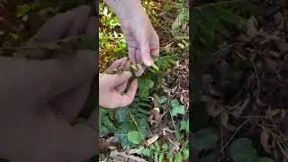 The latest GardenDC Podcast episode is with VA Master Naturalist&nbsp;Kit Sheffield about native ferns.