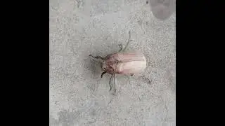 17 September 2025 #Mololontha #Beetle