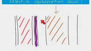 A2 Biology - Selective reabsorption