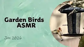 Birdwatching in the garden | ASMR #birds #garden #asmr