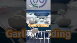 Softneck White Garlic Head Sizing Machine to grade bulb with sizes to sell better price