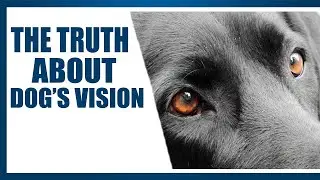 The Unknown Truth About Dog Vision