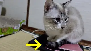 猫が構ってほしすぎてスマホを触らせてくれなくなりました...(笑)【保護猫】