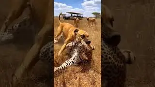 Can the leopard escape the dog&rsquo;s hold? Watch the thrilling chase unfold