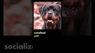 7 misconceptions about rottweiler - dangerous dog