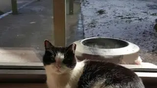 Meet Oreo, a rescue cat with a big job.