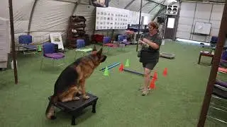 Axel learning new tricks. Vintar German Shepherd, puppy,  akc cgc evaluator.