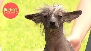 Burke's Backyard, Chinese Crested Dog Road Test