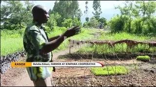 Bamboo growing in Kasese- for environment conservation, revenue, and value addition.