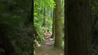 Silver falls state park trail of ten falls #nature #oregon #hiking #waterfall #pnw #silverfalls