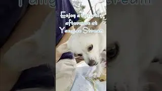 Ruppy had a great time at Yangjae Stream on a holiday afternoon #puppy #doggielife #pets