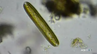 Biologia delle acque dolci - Diatomee