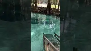 Ginnie Springs in High Springs, FL swim, float, kayak, scuba dive!