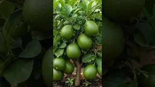 Amazing Grafting Lemon tree in Banana very Easy #garden #fruit #growth #plants #lemon #gardentrees