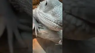 #lizard #reptiles #beardeddragon #pets #funnyanimals #exotic #wildlife #fail