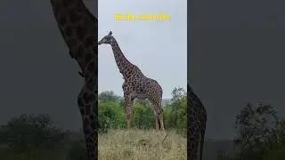 The tallest giraffe so far. #wildlife #animals #giraffe #nature #adventure #photography #naturelover