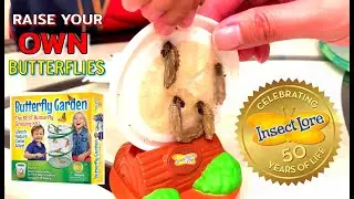 The BEST Butterfly Growing Kit | Raise Your Own Butterflies | Life Cycle of a Butterfly