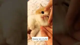 aww so cute #ytshorts #kitten