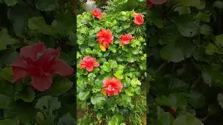 joba flowers plants🌺||flowers status❤||gardening🌿||#joba_tech #status #shorts #please_subscribe
