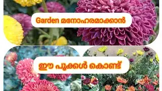 A flowering plant that can beautify your garden at a low cost.#plants for SALE #||affordable pric...