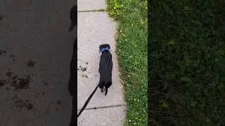 max going for walk in whitefish, MT