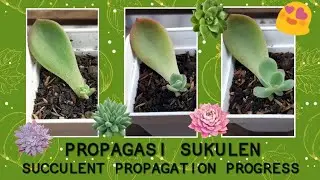 Echeveria Lemon and lime Propagation - propagasi sukulen