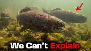 Divers Found An Ancient Creature In Uncharted Lake Depths & Experts Can&rsquo;t Explain Its Survival!