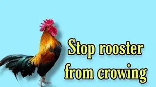 No More Crowing Rooster Solution