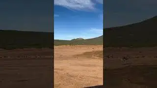 Antelope travelling through a desert #shorts #wildlife