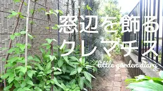 【クレマチスを窓に美しく咲かせる誘引】南西の半日陰にダッチェスオブエジンバラ、白万重を／4月の緑のお庭の様子