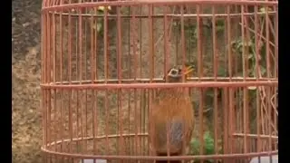 Họa mi đột biến - giọng chủ &acirc;m vang đầy sắc th&aacute;i